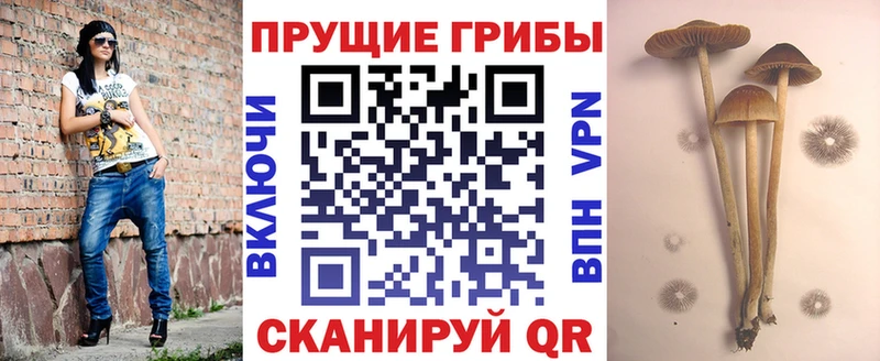 Купить где  Ахтубинск  Псилоцибиновые грибы мицелий 